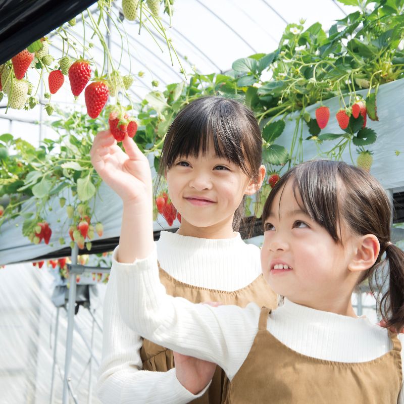 【宿泊】アグリス浜名湖の苺が食べ放題！ご宿泊プラン販売中！