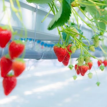 【宿泊】美味しい苺が食べ放題！いちご狩り体験付宿泊プラン販売中！