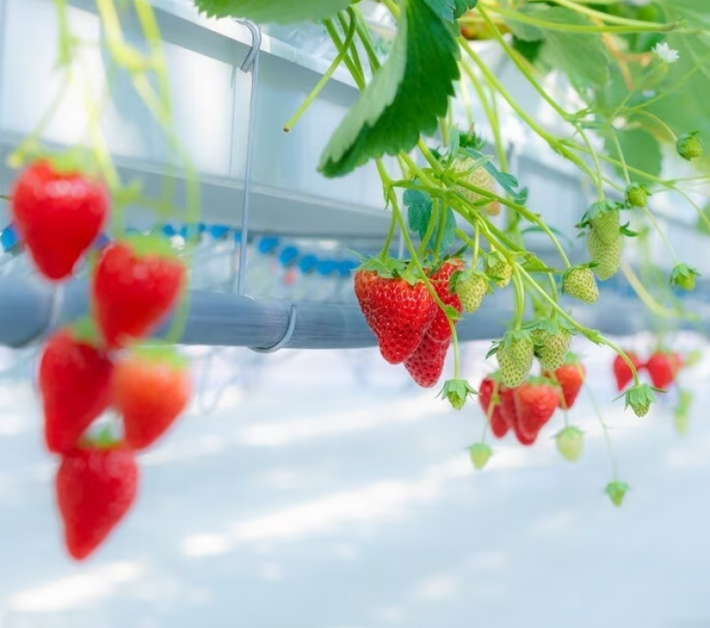 【宿泊】美味しい苺が食べ放題！いちご狩り体験付宿泊プラン販売中！