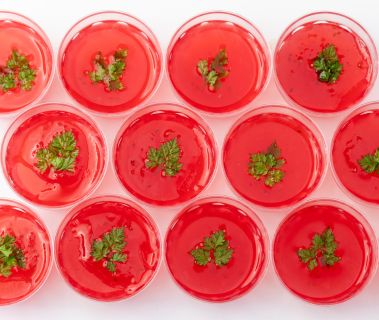 お正月ランチバイキング（1/1～1/4）