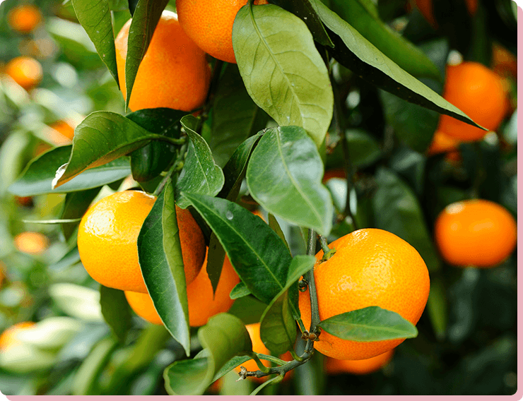 甘さと酸味が絶妙 三ケ日みかん